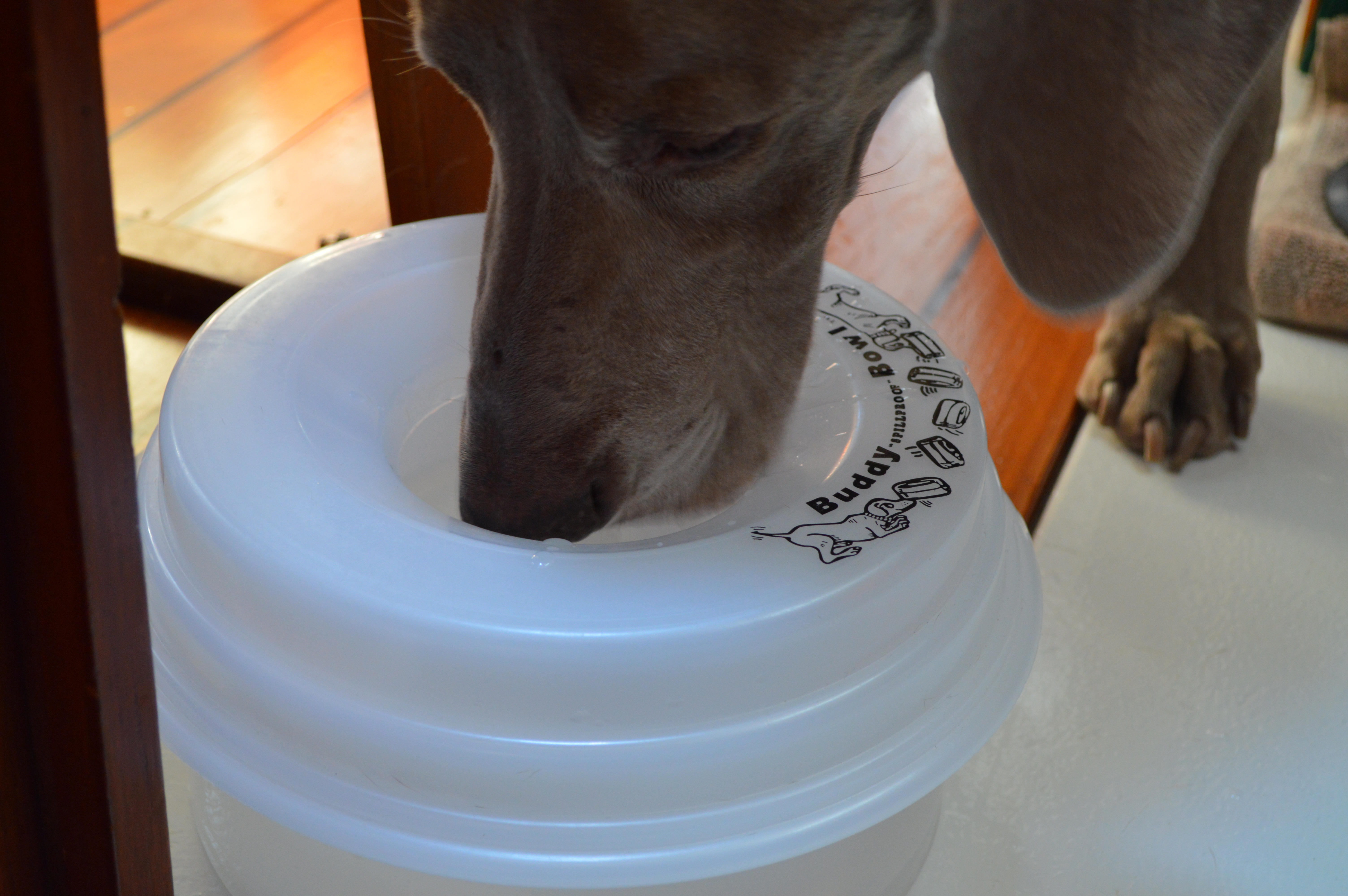 Buddy Bowl - How to keep water available for pets on a boat