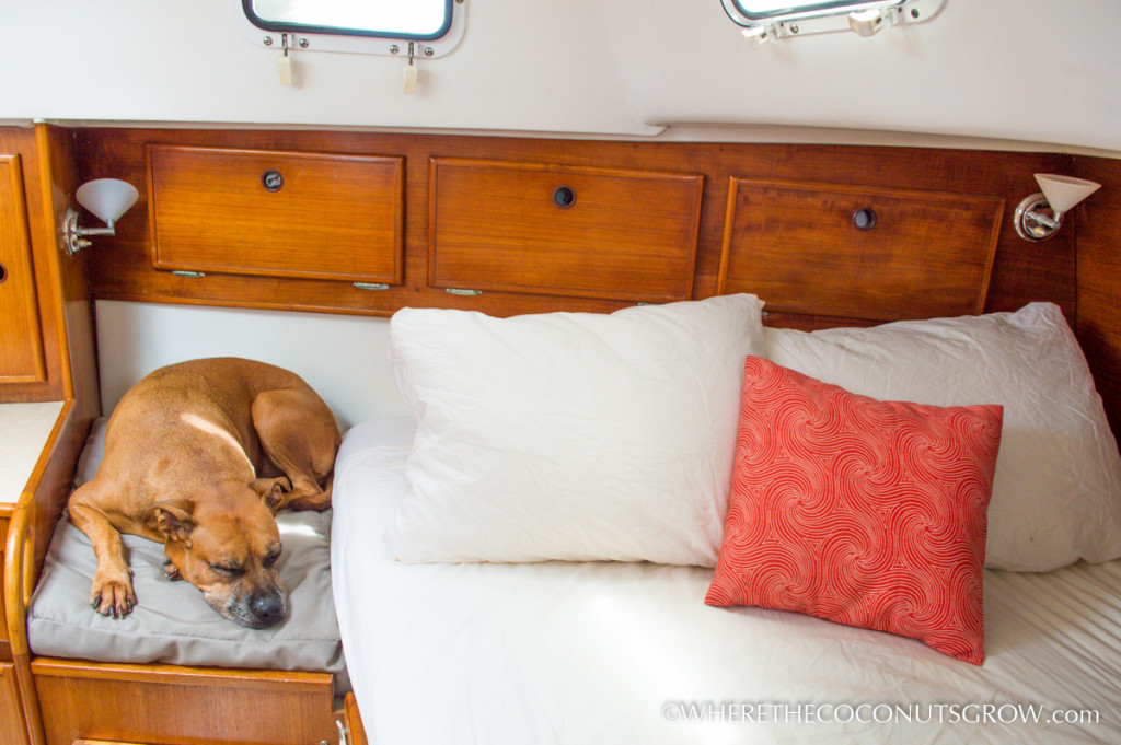Diy Archives Where The Coconuts Grow, King Bed With Dog Insert